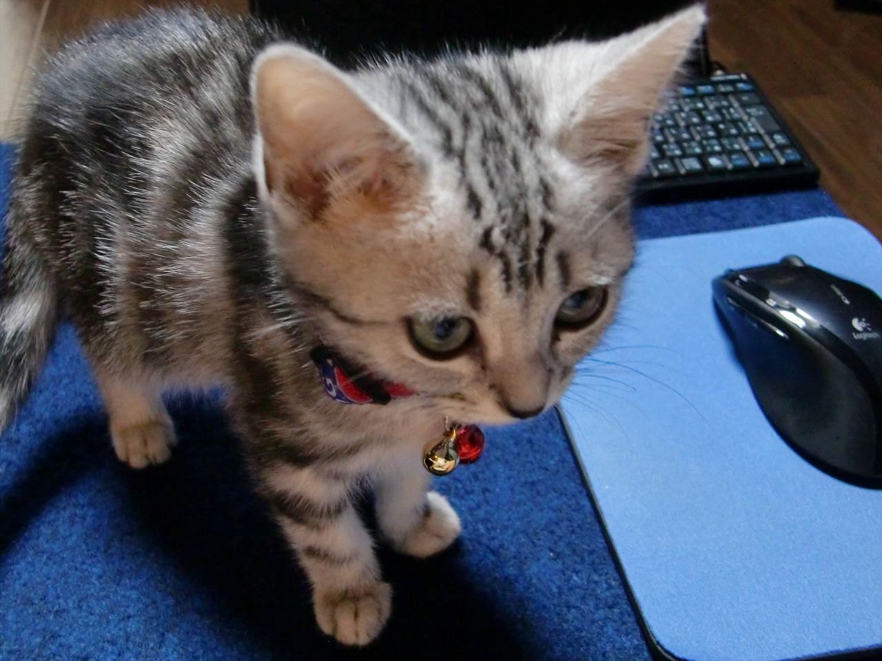 サバトラ猫子猫パソコン Cat Sc 猫画像