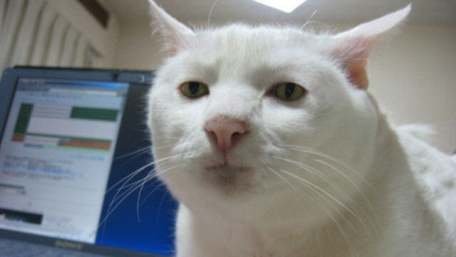 白猫パソコン Cat Sc 猫画像