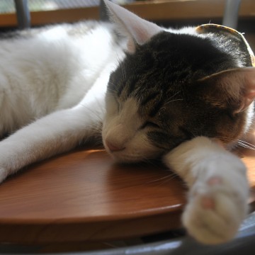 三毛猫昼寝の猫画像