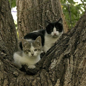 キジトラ白猫ハチワレ猫木の猫画像