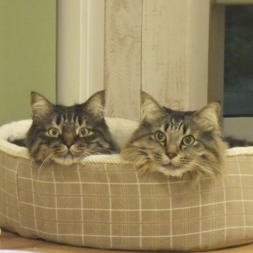 サバトラ猫ベッドの猫画像