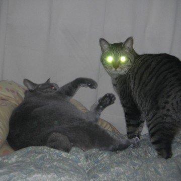 サバトラ猫ベッドの猫画像