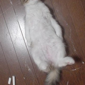 キジトラ白猫検死の猫画像
