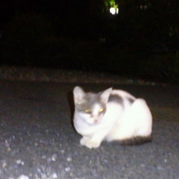 灰白猫夜の猫画像
