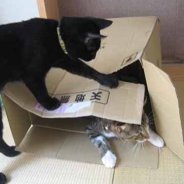 黒猫キジトラ白猫ダンボールの猫画像