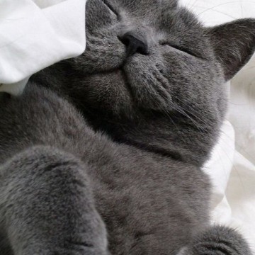 黒猫睡眠の猫画像
