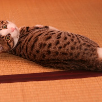 キジトラ白猫畳の猫画像