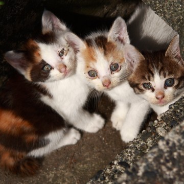 三毛猫とび三毛猫キジトラ白猫子猫屋外の猫画像