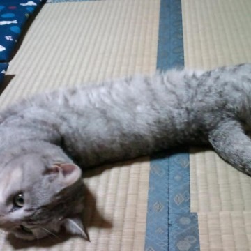 サバトラ白猫畳の猫画像