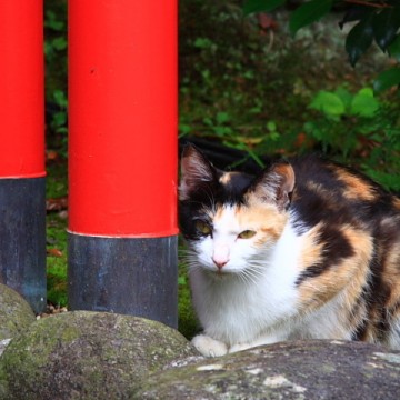 三毛猫神社の猫画像