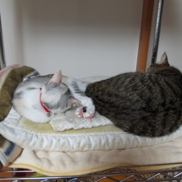 キジトラ猫灰白猫布団の猫画像
