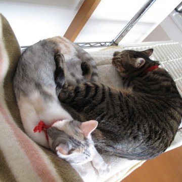 キジトラ猫サバトラ白猫布団の猫画像