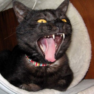 黒猫あくびの猫画像