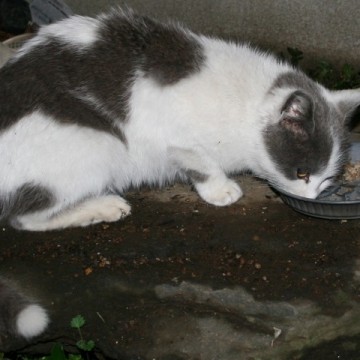 黒白猫餌の猫画像