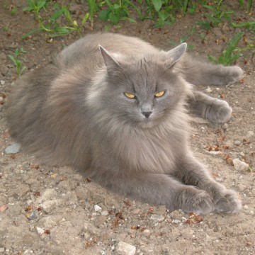 灰猫屋外の猫画像