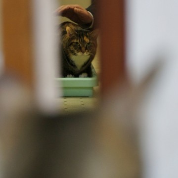 サバトラ白猫トイレの猫画像
