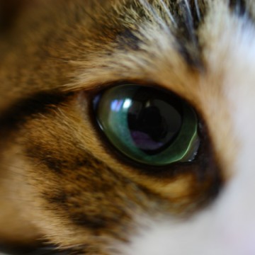 キジトラ白猫瞳の猫画像