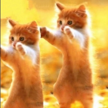 茶トラ白猫子猫の猫画像