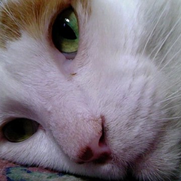茶トラ白猫カーペットの猫画像