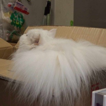 白猫ダンボールの猫画像