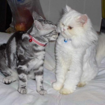 サバトラ白猫白猫布団の猫画像