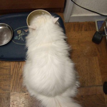 白猫餌の猫画像