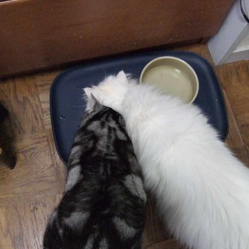 サバトラ猫白猫餌の猫画像