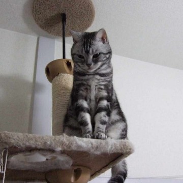 サバトラ猫キャットタワーの猫画像