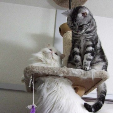 サバトラ猫白猫キャットタワーの猫画像