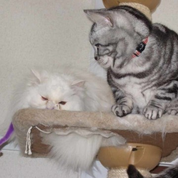白猫サバトラ猫キャットタワーの猫画像