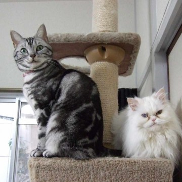 サバトラ猫白猫キャットタワーの猫画像
