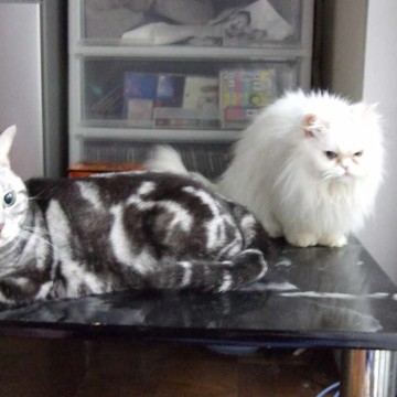 サバトラ猫白猫テーブルの猫画像