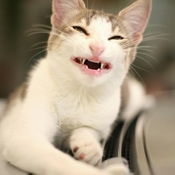 キジトラ猫表情の猫画像