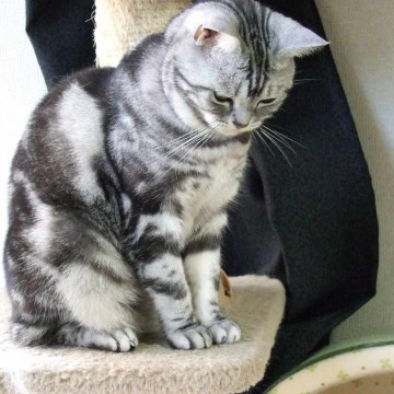 サバトラ猫キャットタワーの猫画像