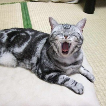 サバトラ猫畳の猫画像