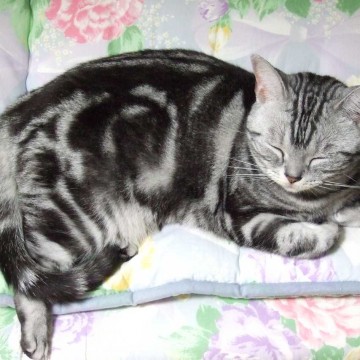 サバトラ猫布団の猫画像