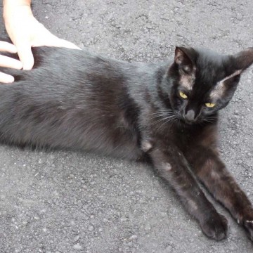 黒猫道路の猫画像