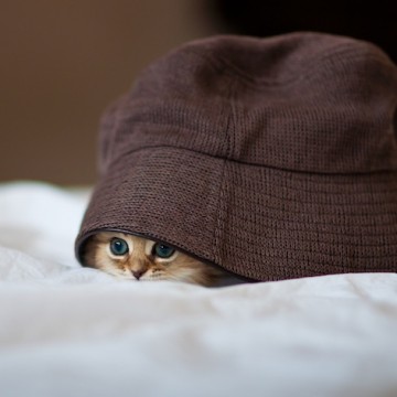 茶トラ猫子猫帽子の猫画像