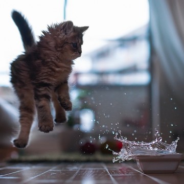 キジトラ猫子猫水の猫画像