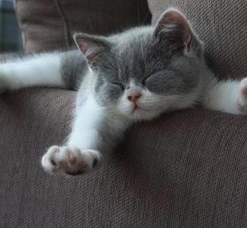 灰白猫ソファーの猫画像