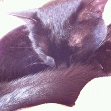 黒猫昼寝の猫画像