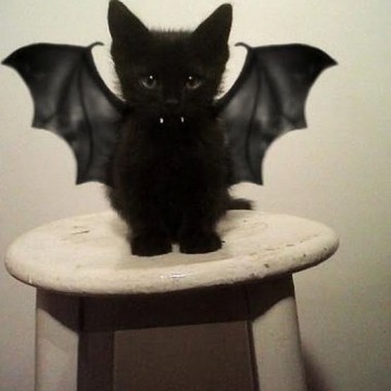 黒猫子猫コウモリの猫画像