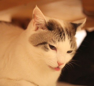 サバトラ白猫黒猫屋内の猫画像