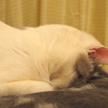 白猫布団の猫画像