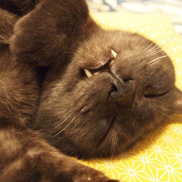 黒猫昼寝の猫画像