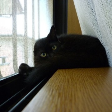 黒猫窓の猫画像