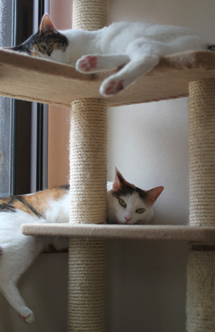三毛猫キャットタワーの猫画像