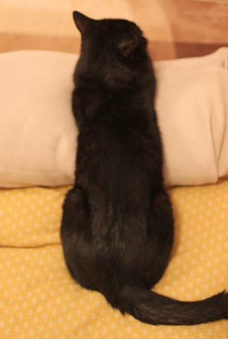 黒猫布団の猫画像