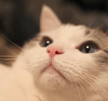 サバトラ白猫の猫画像
