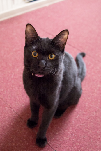黒猫カーペットの猫画像